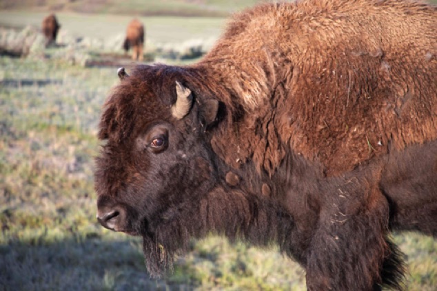 Bison giving me the eye
600mm lens kept me safe
Lamar Valley, Yellowstone